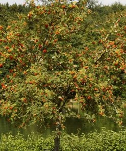 Roots Plants Trees & Shrubs Scarlet Japanese Rowan Tree | Sorbus Commixta 'Embley'