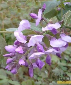 Roots Plants Wisteria Brachybotrys 'Okayama' | On A 90cm Cane In A 3L Pot