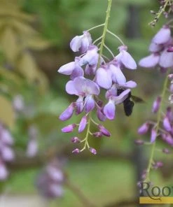 Roots Plants Wisteria Brachybotrys 'Okayama' | On A 90cm Cane In A 3L Pot