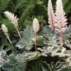 Roots Plants Perennials Acanthus 'Whitewater'