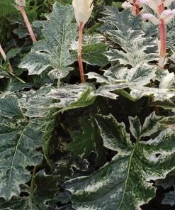 Roots Plants Perennials Acanthus 'Whitewater'