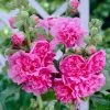Roots Plants Hollyhock 'Chater's Rose' | Alcea | 1L Pot Perennials 2 Roots Plants Hollyhock 'Chater's Rose' | Alcea | 1L Pot Perennials