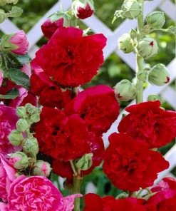 Roots Plants Hollyhock 'Chater's Scarlet' | Alcea | 1L Pot