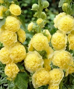 Roots Plants Hollyhock 'Chater's Yellow' |Alcea | 1L Pot Perennials