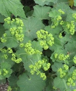 Roots Plants Alchemilla 'Irish Silk' | 10.5cm Pot Perennials