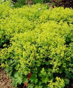 Roots Plants Alchemilla 'Irish Silk' | 10.5cm Pot Perennials 7 Roots Plants Alchemilla 'Irish Silk' | 10.5cm Pot Perennials