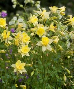 Roots Plants Perennials Aquilegia 'Denver Gold' | 10.5cm Pot