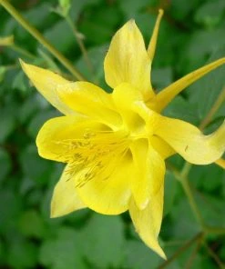 Roots Plants Perennials Aquilegia 'Denver Gold' | 10.5cm Pot