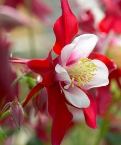 Roots Plants Aquilegia 'Red Hobbit' | 10.5cm Pot