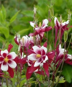 Roots Plants Aquilegia 'Red Hobbit' | 10.5cm Pot