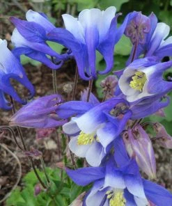 Roots Plants Aquilegia 'Spring Magic Blue & White'
