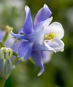 Roots Plants 6 Aquilegia Spring Magic Collection 10.5cm Perennials