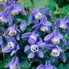Roots Plants Aquilegia 'Spring Magic Blue & White'