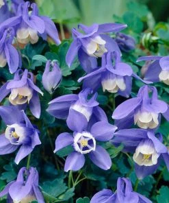 Roots Plants Aquilegia 'Spring Magic Blue & White'