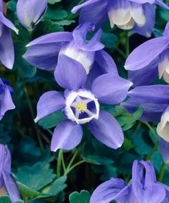 Roots Plants 6 Aquilegia Spring Magic Collection 10.5cm Perennials