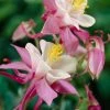 Roots Plants Aquilegia 'Spring Magic Rose & White' Perennials