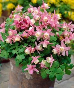 Roots Plants 6 Aquilegia Spring Magic Collection 10.5cm Perennials