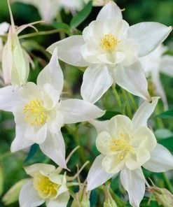 Roots Plants 6 Aquilegia Spring Magic Collection 10.5cm Perennials