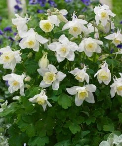 Roots Plants Aquilegia 'Spring Magic White'
