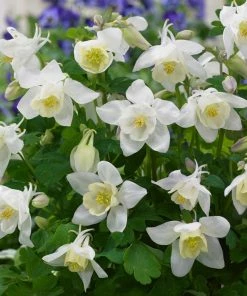 Roots Plants Aquilegia 'Spring Magic White'