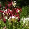 Roots Plants Aquilegia 'William Guiness'
