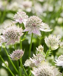 Roots Plants Astrantia 'Florence' Perennials