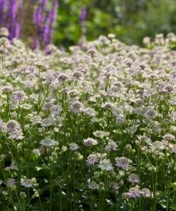 Roots Plants Astrantia 'Florence' Perennials 7 Roots Plants Astrantia 'Florence' Perennials