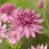 Roots Plants Perennials Astrantia 'Roma'