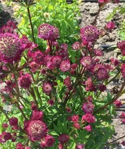 Roots Plants Astrantia 'Star Of Beauty' | 1L Pot Perennials
