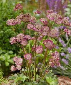 Roots Plants Astrantia 'Star Of Beauty' | 1L Pot Perennials 7 Roots Plants Astrantia 'Star Of Beauty' | 1L Pot Perennials