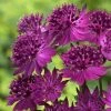 Roots Plants Astrantia 'Venice' | 1L Pot Perennials 1 Roots Plants Astrantia 'Venice' | 1L Pot Perennials