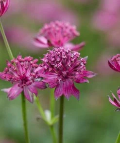 Roots Plants Astrantia 'Venice' | 1L Pot Perennials