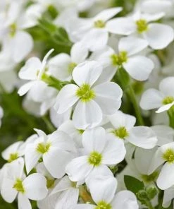 Roots Plants Aubrieta 'Regado White' | 2L Pot Perennials