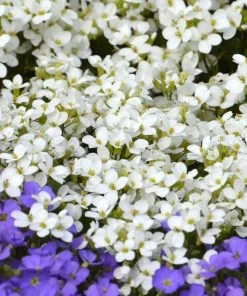 Roots Plants Aubrieta 'Regado White' | 2L Pot Perennials