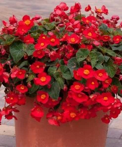 Roots Plants Begonia 'Flamboyant' | 1L Pot Begonias
