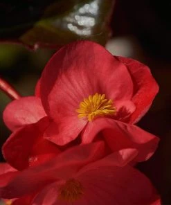 Roots Plants Begonia 'MacaRouge' | 1L Pot