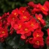 Roots Plants Begonia 'MacaRouge' | 1L Pot 2 Roots Plants Begonia 'MacaRouge' | 1L Pot