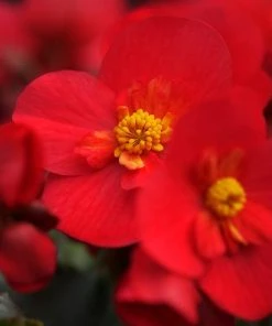 Roots Plants Begonia 'MacaRouge' | 1L Pot