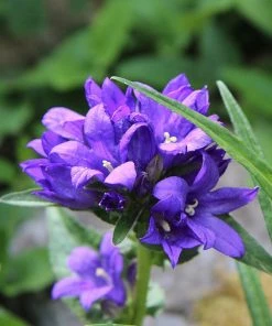 Roots Plants Perennials Campanula 'Acaulis'