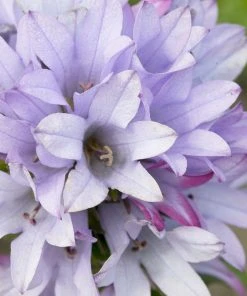 Roots Plants Campanula 'Caroline' Perennials