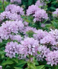 Roots Plants Campanula 'Caroline' Perennials
