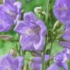 Roots Plants Perennials Campanula 'Takion Blue'