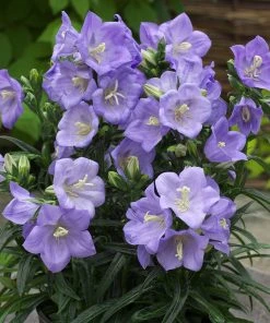 Roots Plants Perennials Campanula 'Takion Blue'