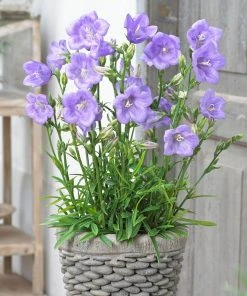 Roots Plants Perennials Campanula 'Takion Blue'