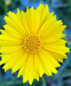 Roots Plants Perennials Coreopsis 'Corey Single Gold'