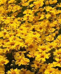 Roots Plants Perennials Coreopsis 'Corey Single Gold'