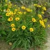 Roots Plants Coreopsis Lanceolata 'Sterntaler' Perennials 2 Roots Plants Coreopsis Lanceolata 'Sterntaler' Perennials