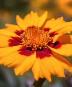 Roots Plants Coreopsis Lanceolata 'Sterntaler' Perennials