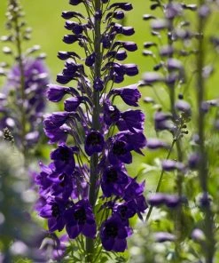 Roots Plants Delphinium 'Black Knight' | 10.5cm Pot Perennials
