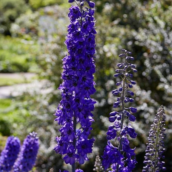Roots Plants Delphinium 'Black Knight' | 10.5cm Pot Perennials 5 Roots Plants Delphinium 'Black Knight' | 10.5cm Pot Perennials